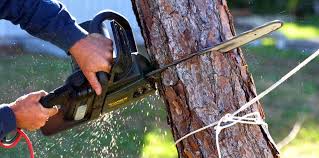 Best Emergency Tree Removal  in Wetumka, OK