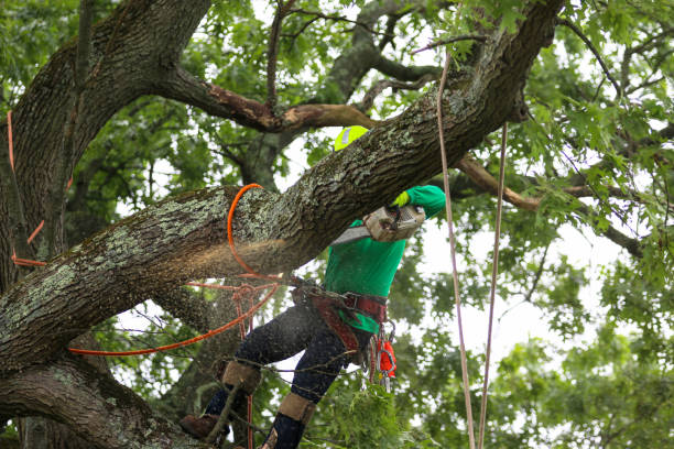 Best Tree Trimming and Pruning  in Wetumka, OK