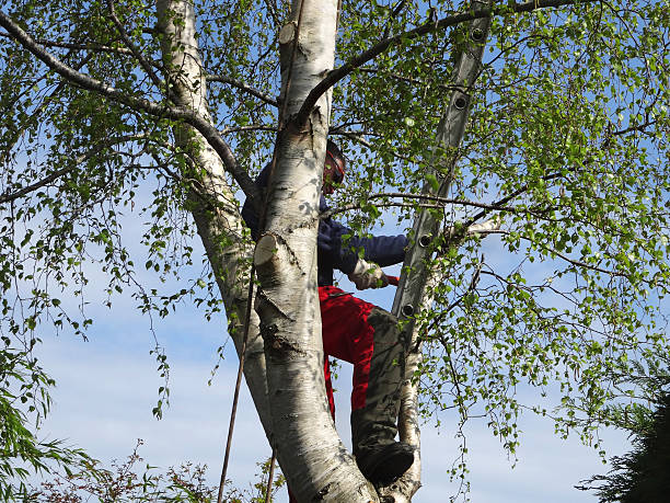 Professional Tree Care in Wetumka, OK