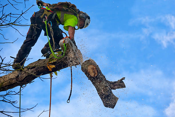 Best Root Management and Removal  in Wetumka, OK